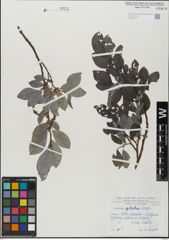 Foto von Salix glabra Scop.